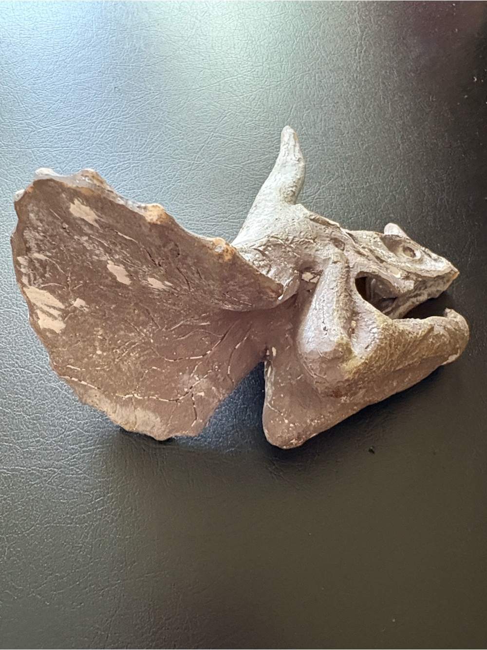 Resin Triceratops Skull Decor - Earthy Brown - Picture 4 of 4